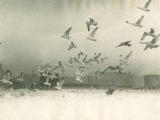 Image shows gulls above the water with some Harbour buildings in the background.