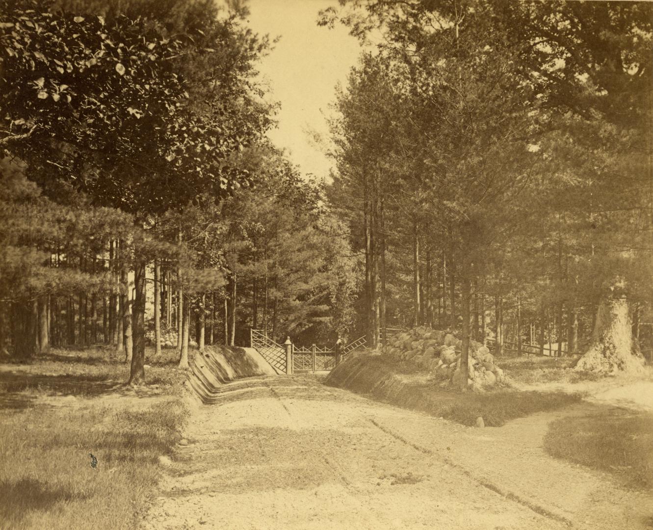 Image shows a road view with a lot of trees on both sides.