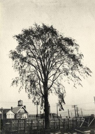Historic photo from 1910 - Trysting Tree on the west side of Dufferin St.,between Thorburn & Temple Aves. in Parkdale