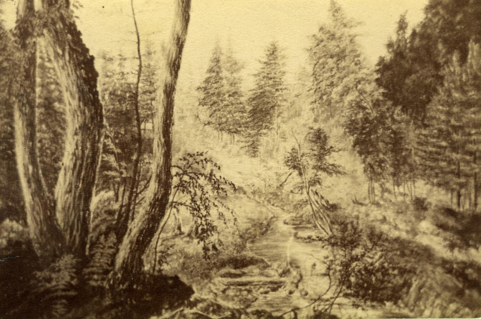 Image shows a lot of trees and bushes.