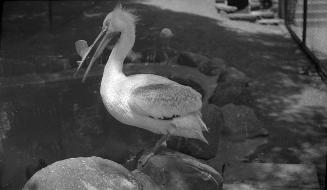 Riverdale Park, Zoo, pelican (horned)