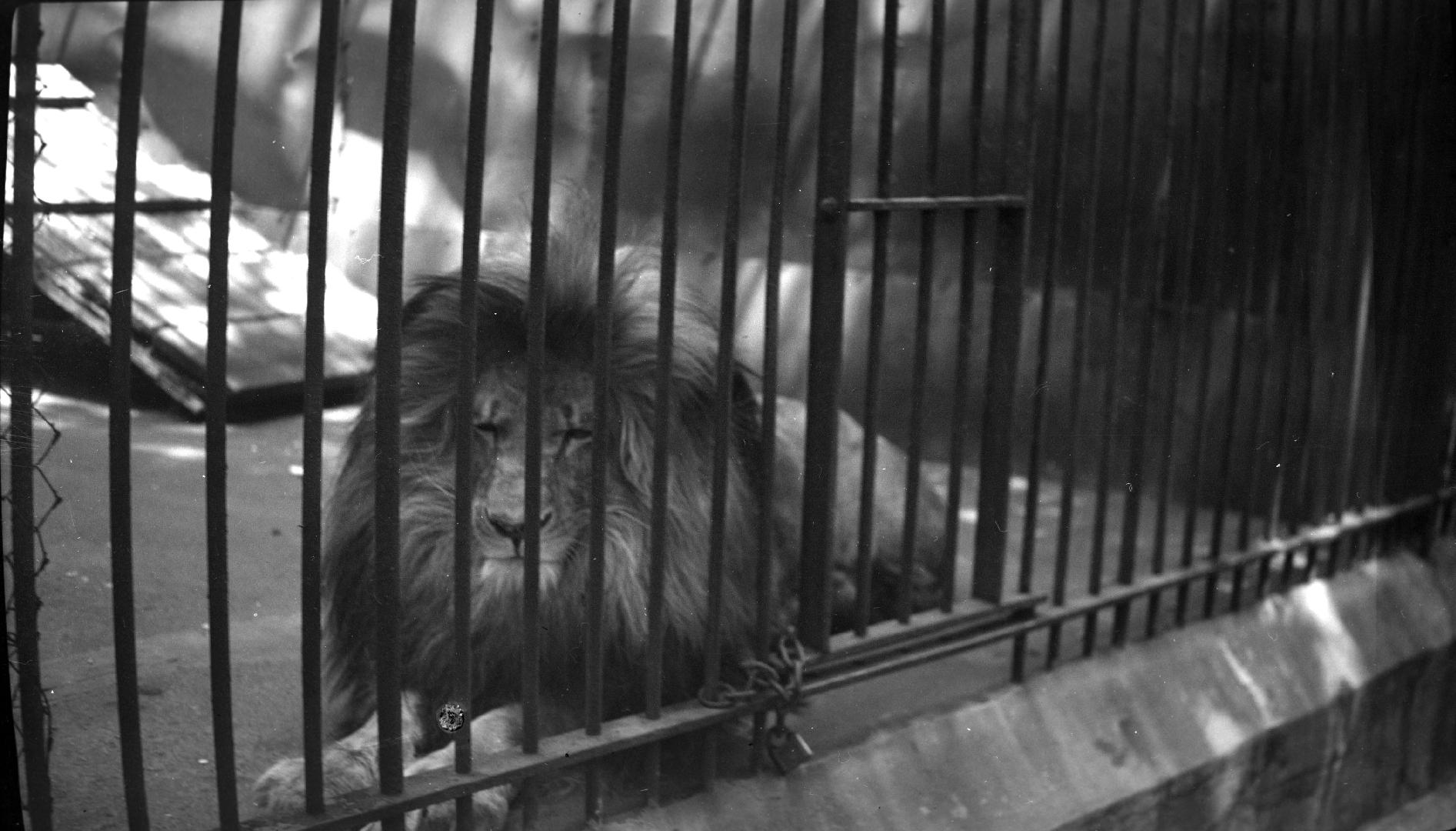 Riverdale Park, Zoo, lion