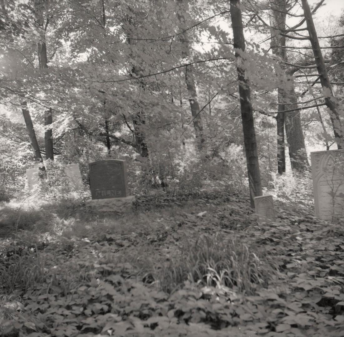 Image shows a part of the cemetery with many trees around it.