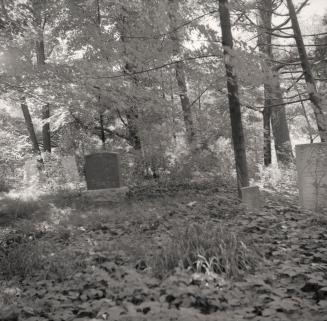 Image shows a part of the cemetery with many trees around it.