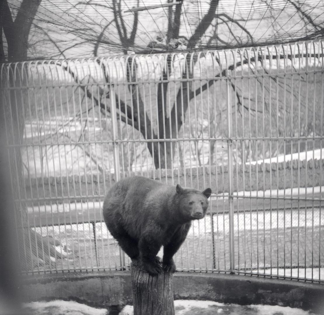 Riverdale Park, Zoo, bear (brown)