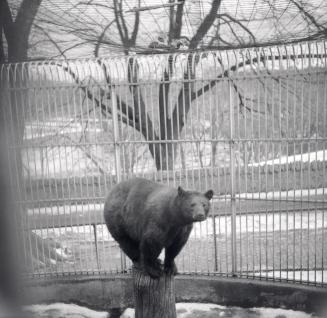 Riverdale Park, Zoo, bear (brown)