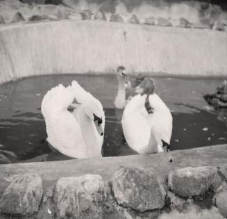 Riverdale Park, Zoo, swans