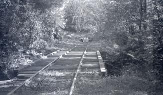 Image shows a track view with a lot of trees on both sides.