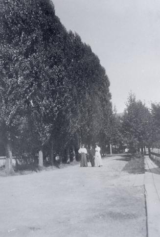 Cliff Road., looking e. towards Dowling Avenue, C.N.R. tracks behind trees at left