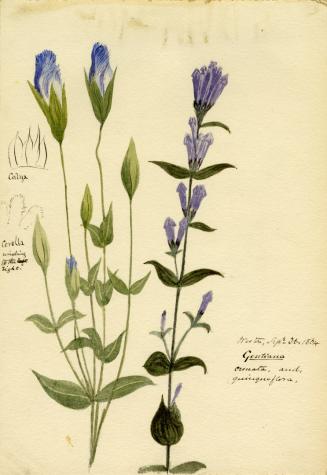 Illustration of a plant with blue-violet flowers and green leaves.