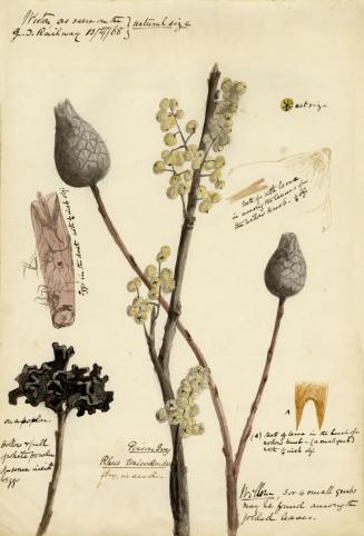 Flora as Seen on the Grand Trunk Railway, Weston (Toronto, Ontario)