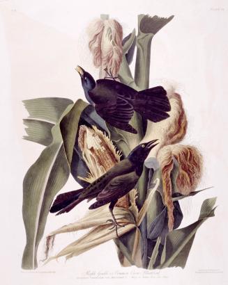 Purple Grakle or Common Crow Blackbird