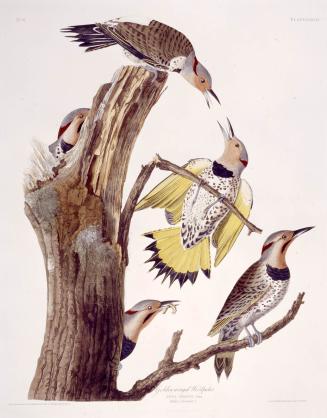 Golden-winged Woodpecker