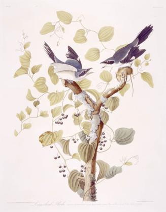 Audubon, John James, 1785-1851
