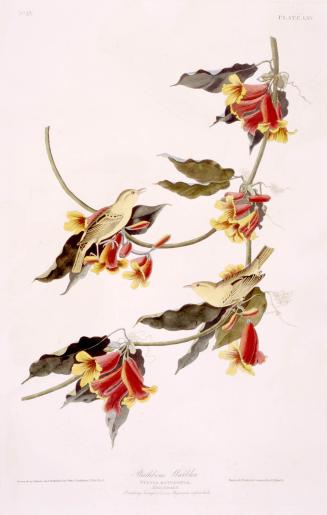 Rathbone warbler