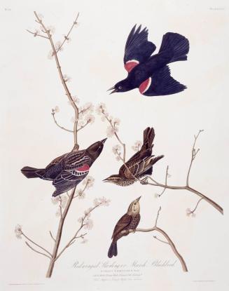 Red winged Starling or Marsh Blackbird