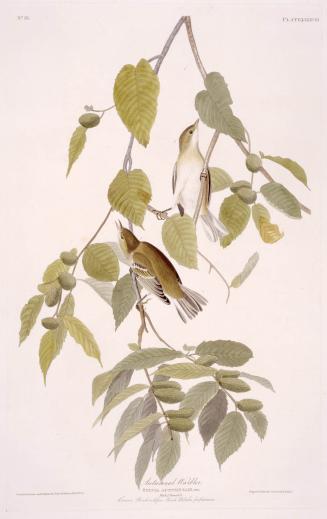 Autumnal Warbler