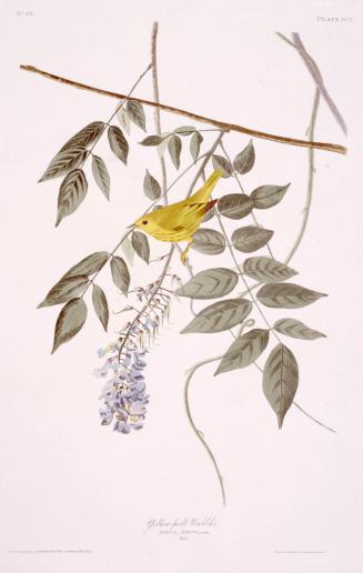 Yellow-poll Warbler