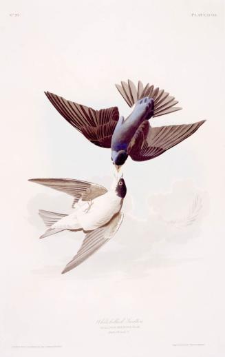White-bellied Swallow