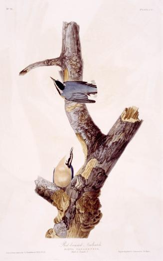 Red-breasted Nuthatch