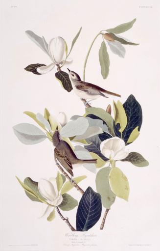 Warbling Flycatcher