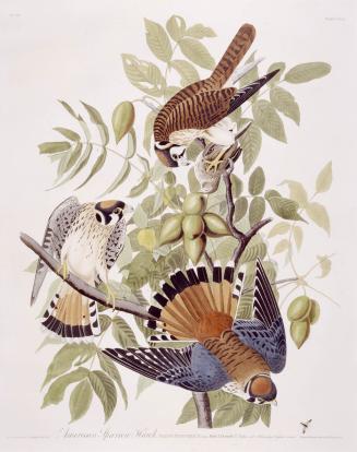 American Sparrow Hawk