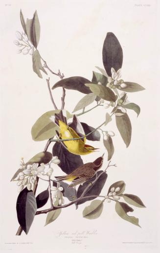 Yellow red poll Warbler