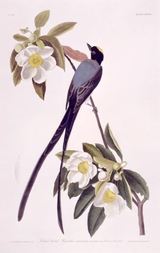 Forked-tailed Flycatcher