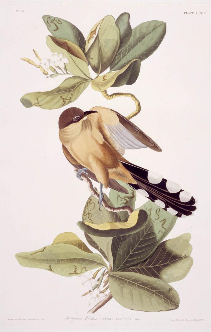 Mangrove Cuckoo