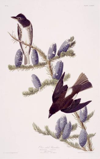 Olive sided Flycatcher