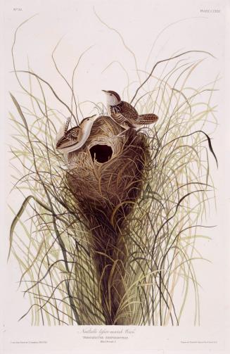 Nuttalls lesser-marsh Wren