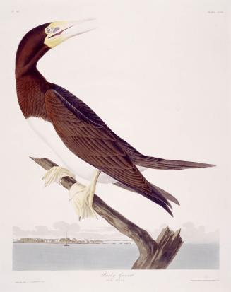 Booby Gannet