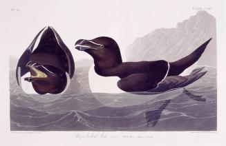 Razor Billed