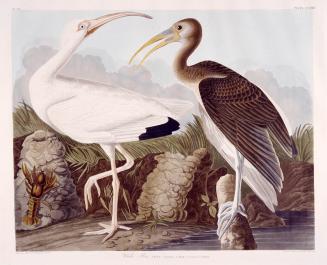 White Ibis