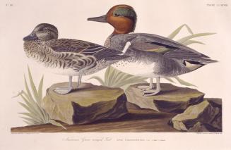 American Green winged Teal