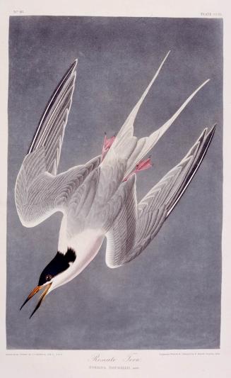 Roseate Tern