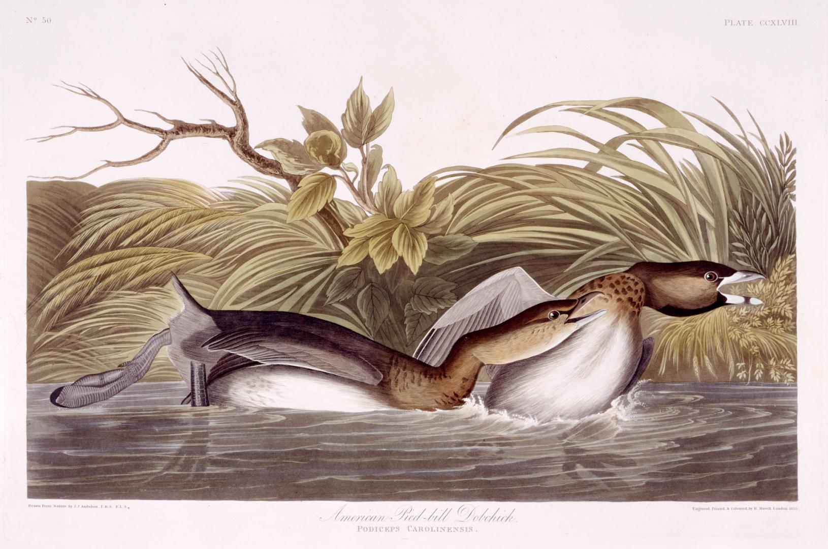 American Pied-bill Dobchick