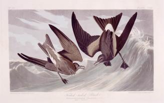 Fork-tailed Petrel