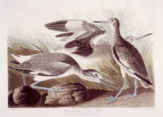 Semipalmated Snipe, or Willet