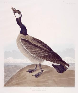 Hutchins's Barnacle Goose