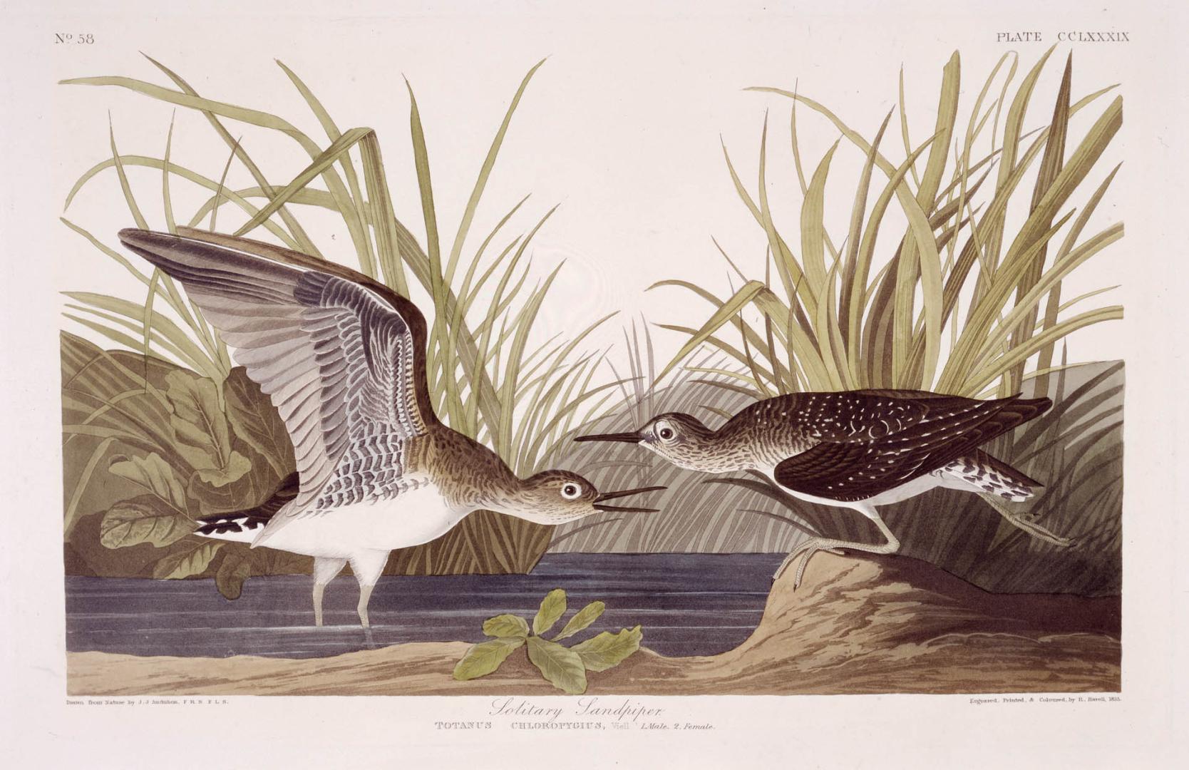 Solitary Sandpiper