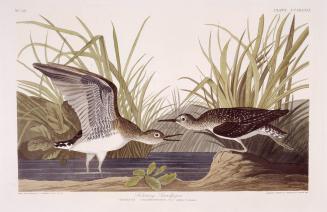 Solitary Sandpiper