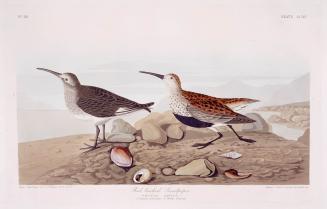 Red backed Sandpiper