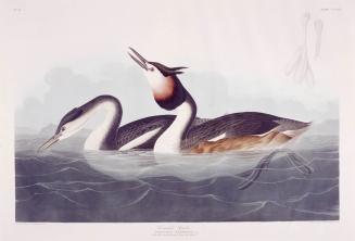 Crested Grebe