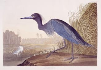 Blue Crane, or Heron
