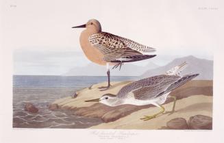 Red-breasted Sandpiper