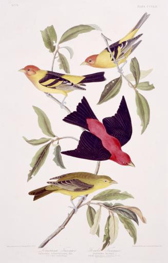 1. Louisiana Tanager, 2. Scarlet Tanager