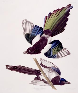American Magpie