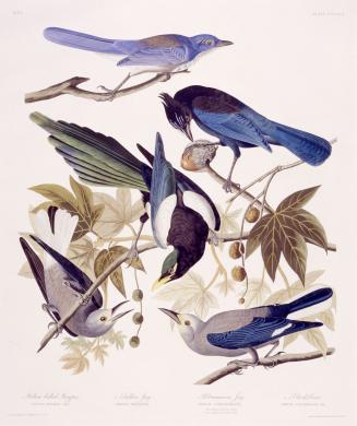 1. Yellow billed Magpie, 2. Stellers Jay, 3.Ultramarine Jay, 4. Clark's Crow