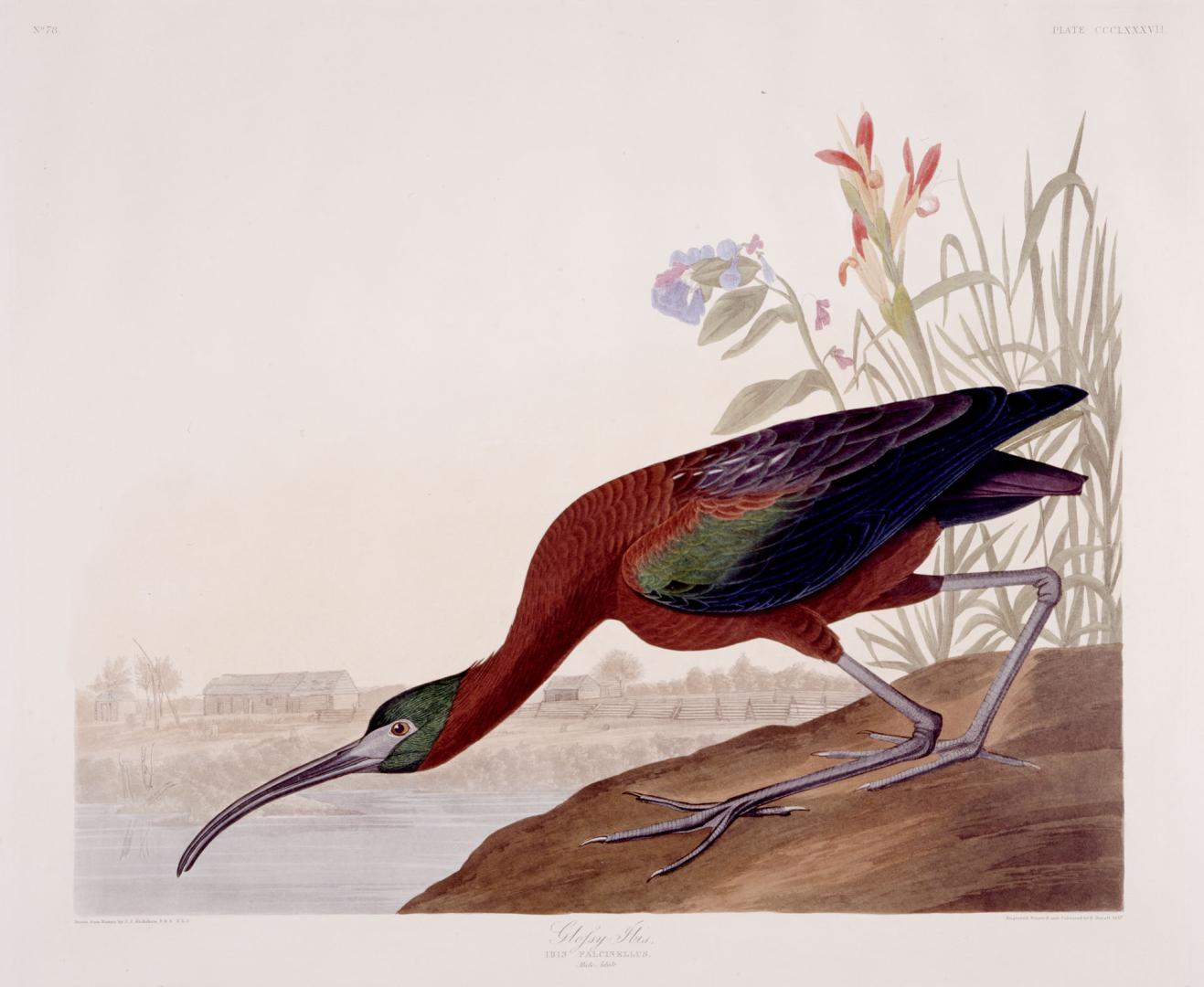 Glossy Ibis